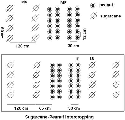 Rare taxa mediate microbial carbon and nutrient limitation in the rhizosphere and bulk soil under sugarcane–peanut intercropping systems